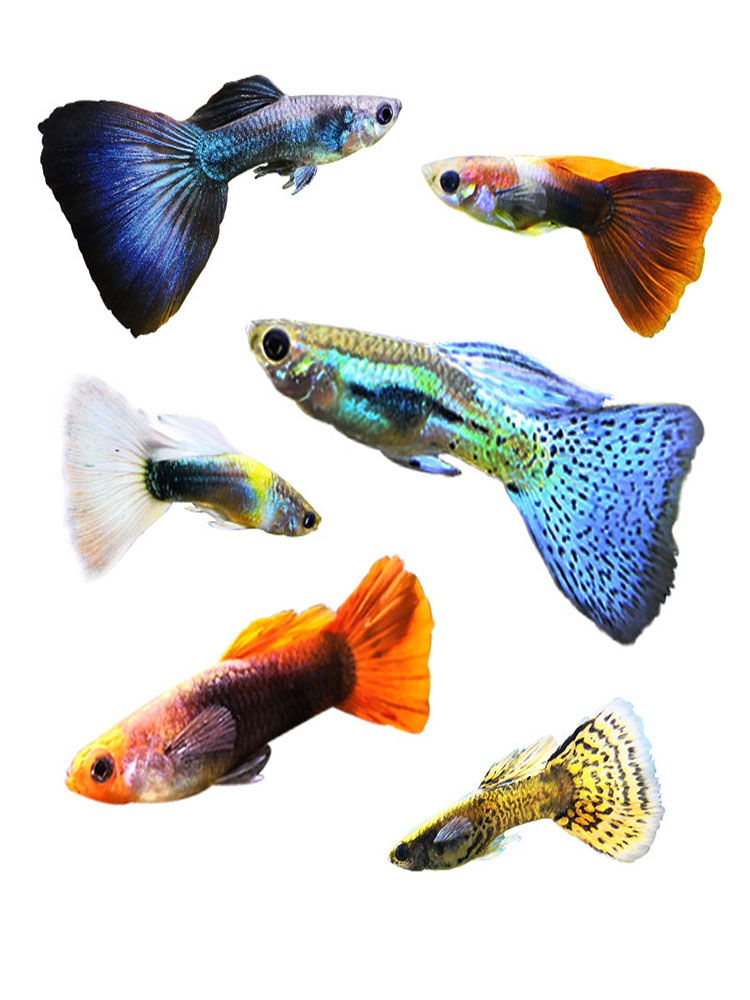热带观赏鱼纯种孕母临产孔雀鱼活体练手鱼巴西红活体种鱼繁殖包邮-图3