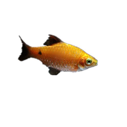 热带观赏鱼活体钻石彩虹鲫鱼紫红两点彩虹鲫金元宝鱼温顺群游包 - 图3