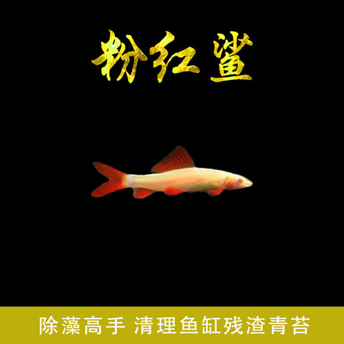 清道夫活体彩虹鲨鱼金苔鼠鱼吃粪便垃圾粉红鲨除藻小型热带观赏鱼 - 图1