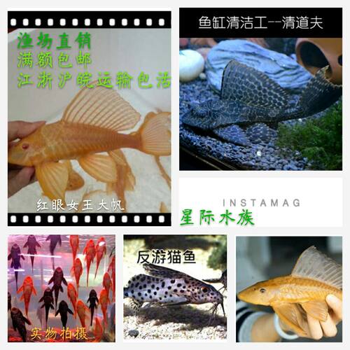 热带鱼清洁清道夫吃垃圾鱼活体工具鱼豹纹夫女王清道夫琵琶反游猫 - 图2