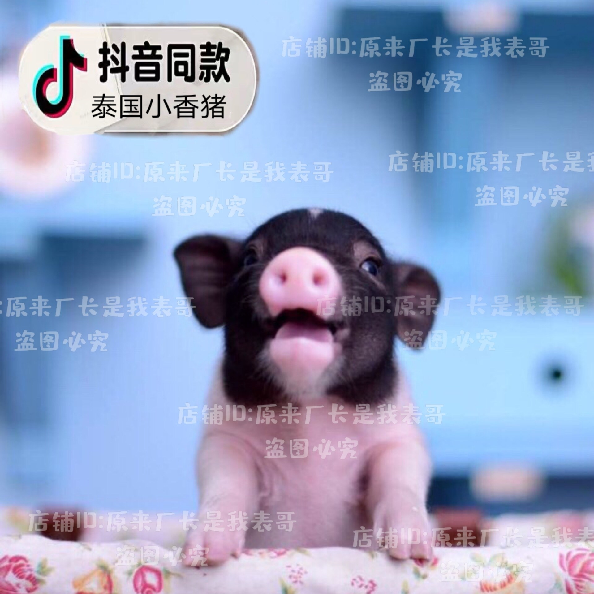 网红超可爱抖音宠物活体泰国迷你纯种小香猪佩奇萌宠异宠明星小猪,淘宝优惠券,粉丝福利购,淘宝优惠卷