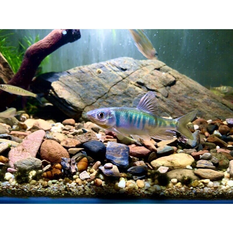 长鳍鱲异鱲群游鱼原生态淡水鱼马口好养耐养不加温溪流冷水观赏鱼,淘宝优惠券,粉丝福利购,淘宝优惠卷