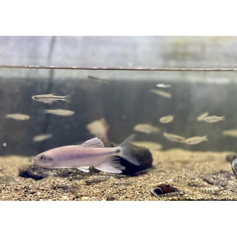 长鳍鱲异鱲群游鱼原生态淡水鱼马口好养耐养不加温溪流冷水观赏鱼,淘宝优惠券,粉丝福利购,淘宝优惠卷