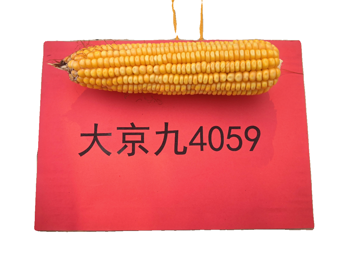 青贮玉米大京九4059高产青储玉米种棒子苞米专用饲料 - 图3