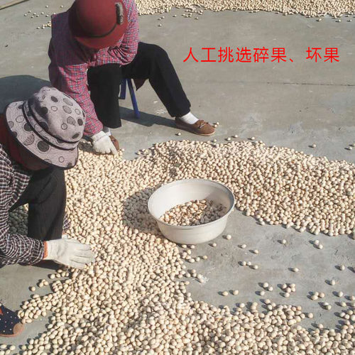 龙眼银杏果白果圆果新鲜生白果不苦银杏果新货坚果 - 图2
