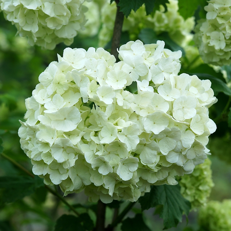 简影花园 欧洲木绣球玫瑰白色球状花园耐寒木本花卉花园庭院植物 - 图0