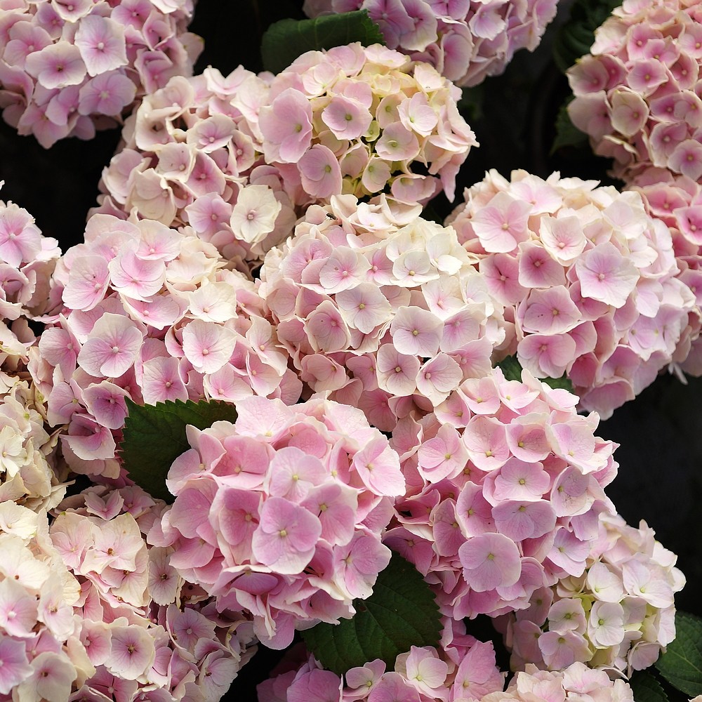 简影花园 珍贵/玉石/佳澄/花宝/马桑等多品种绣球小苗2个字名称,淘宝优惠券,粉丝福利购,淘宝优惠卷