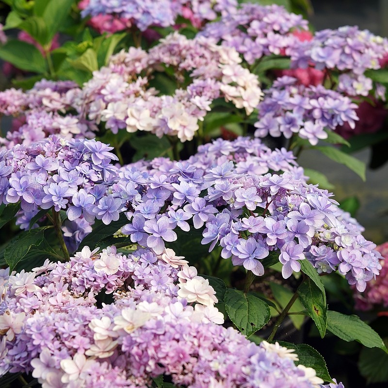 简影花园 珍贵/玉石/佳澄/花宝/马桑等多品种绣球小苗2个字名称,淘宝优惠券,粉丝福利购,淘宝优惠卷