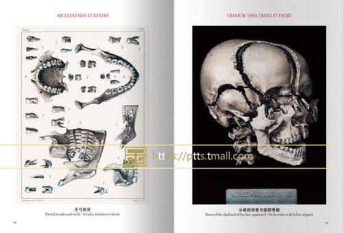 现货包邮中英对照版Taschen原版引进Altas of Human Anatomy人体解剖图谱 真人比例人体手绘手稿艺术画册700余幅彩色图谱832页画册 - 图1