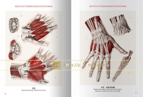 现货包邮中英对照版Taschen原版引进Altas of Human Anatomy人体解剖图谱 真人比例人体手绘手稿艺术画册700余幅彩色图谱832页画册 - 图3