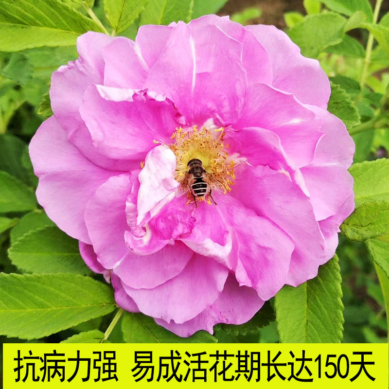 耐寒植物冷香玫瑰花苗可食用抗冻无防护过冬庭院盆栽绿化蔷薇刺玫 - 图2