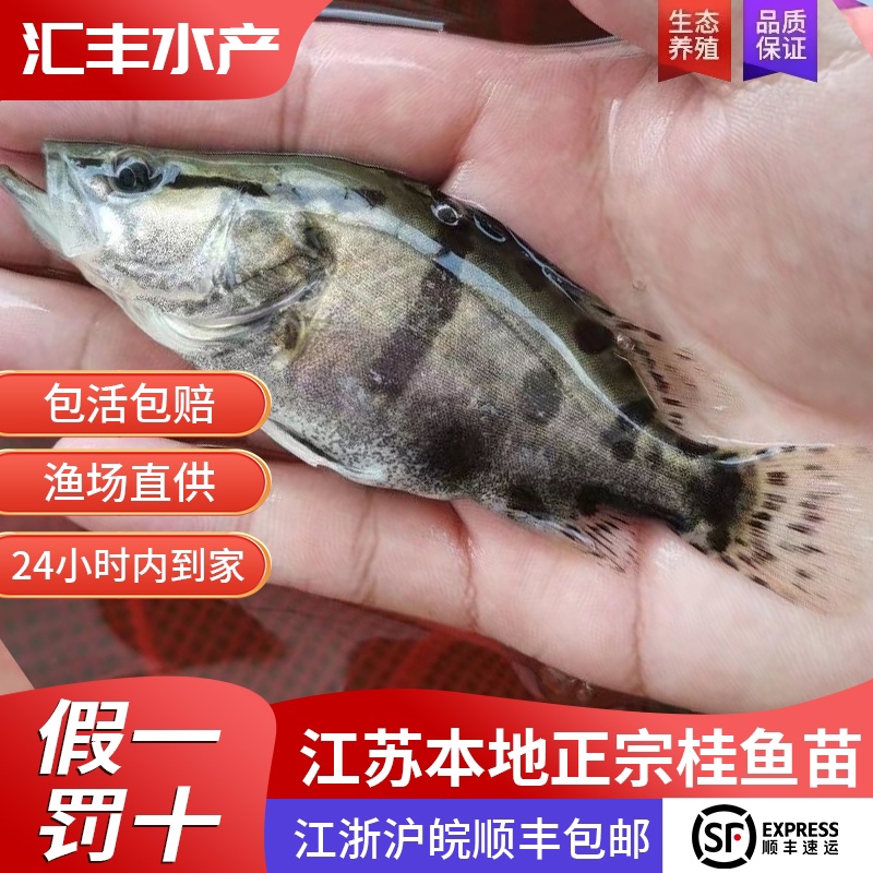 江苏本地正宗桂鱼苗鳜鱼苗桂花鱼苗淡水养殖食用翘嘴食肉鱼苗批发-图0