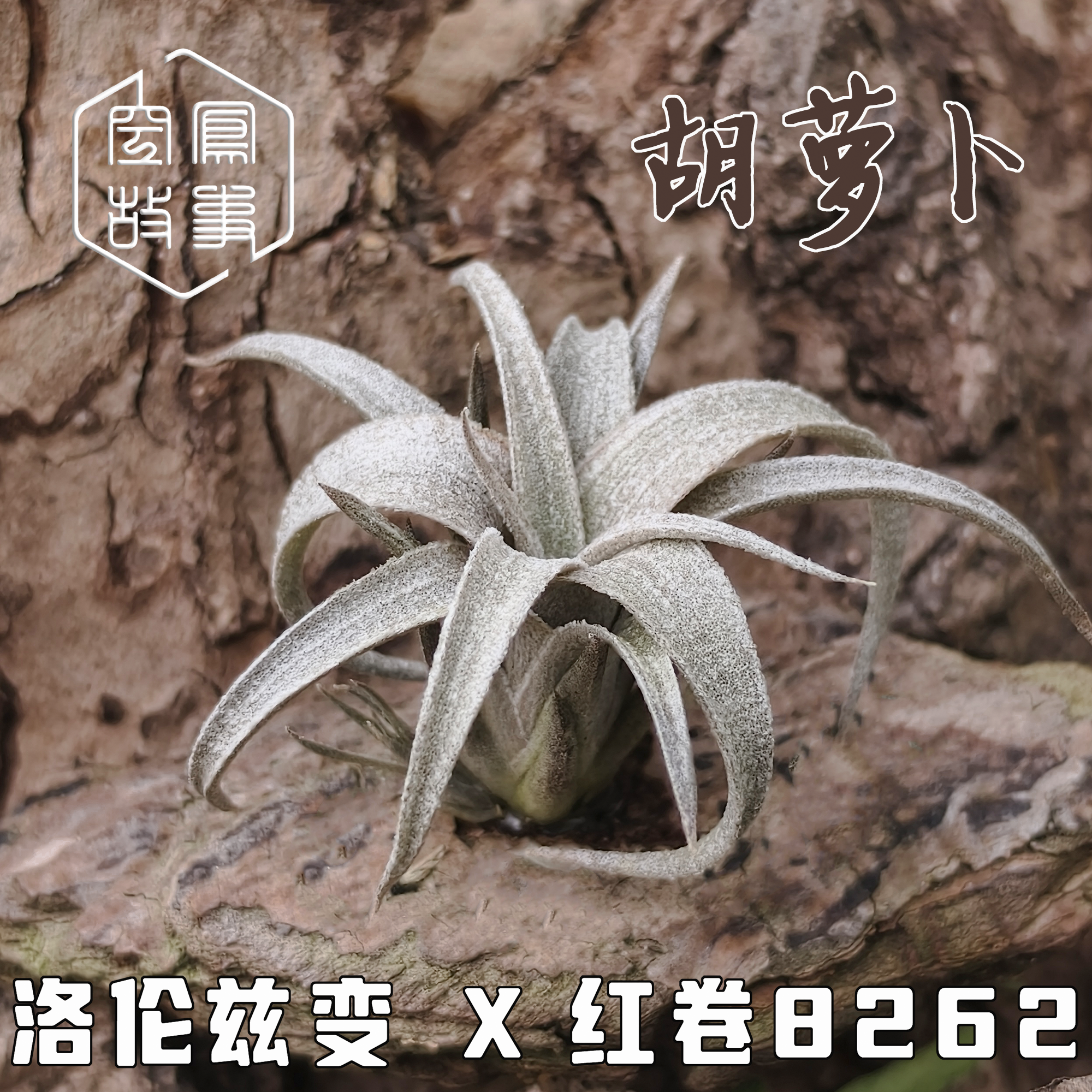 胡萝卜｜洛伦兹变 x红卷8262 空凤故事自育实生杂交空气凤梨,淘宝优惠券,粉丝福利购,淘宝优惠卷