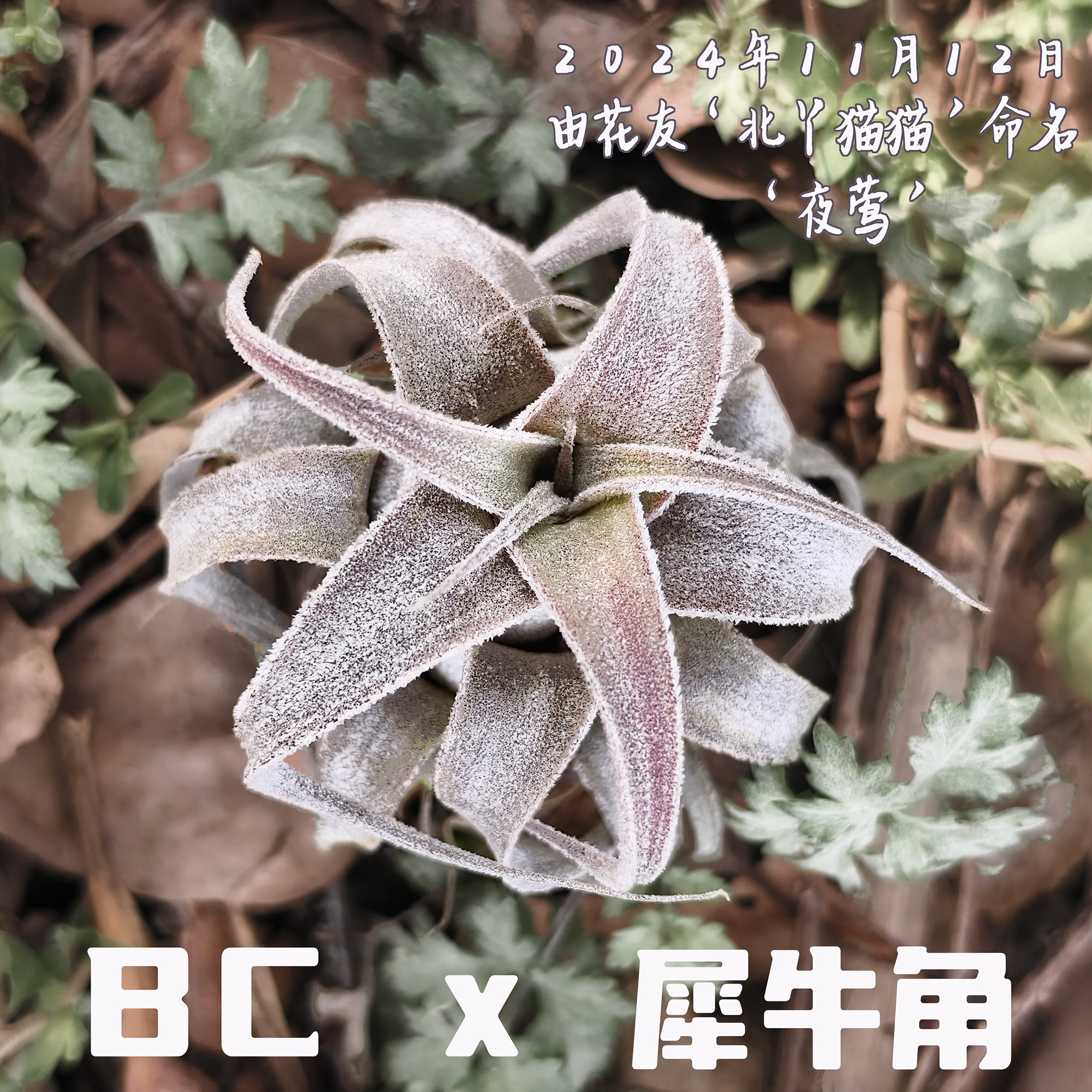 夜莺｜BC X  犀牛角空凤故事自杂品种 室内绿植空气凤梨,淘宝优惠券,粉丝福利购,淘宝优惠卷