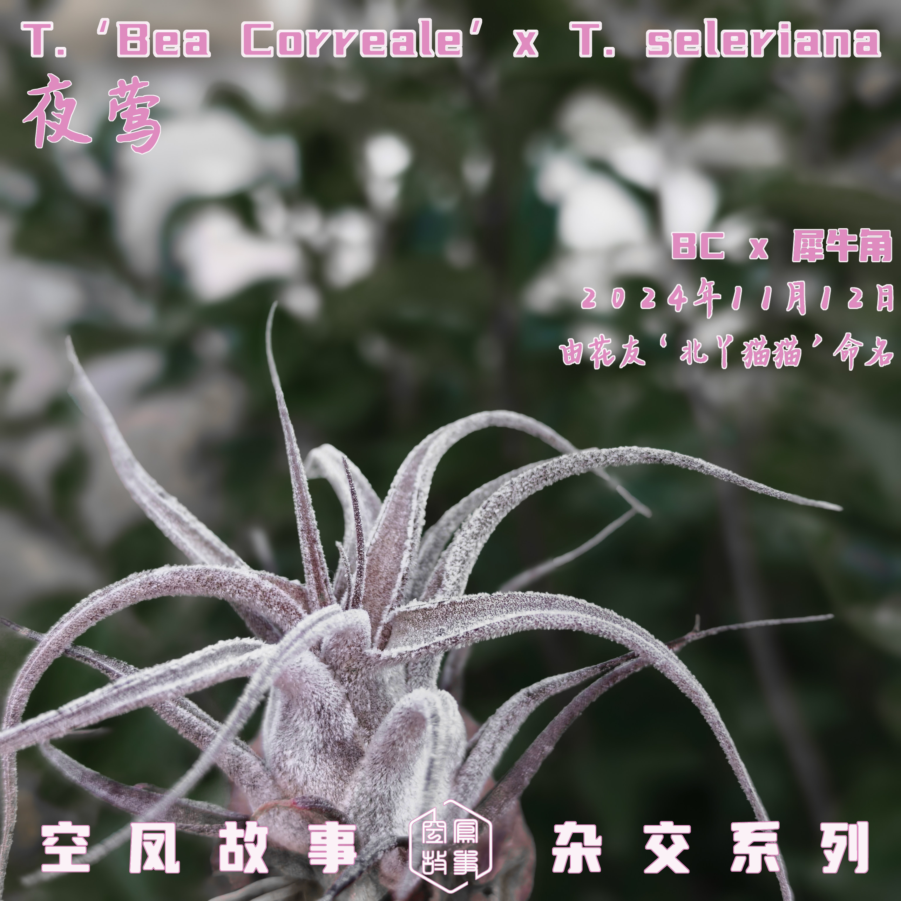 夜莺｜BC X  犀牛角空凤故事自杂品种 室内绿植空气凤梨,淘宝优惠券,粉丝福利购,淘宝优惠卷