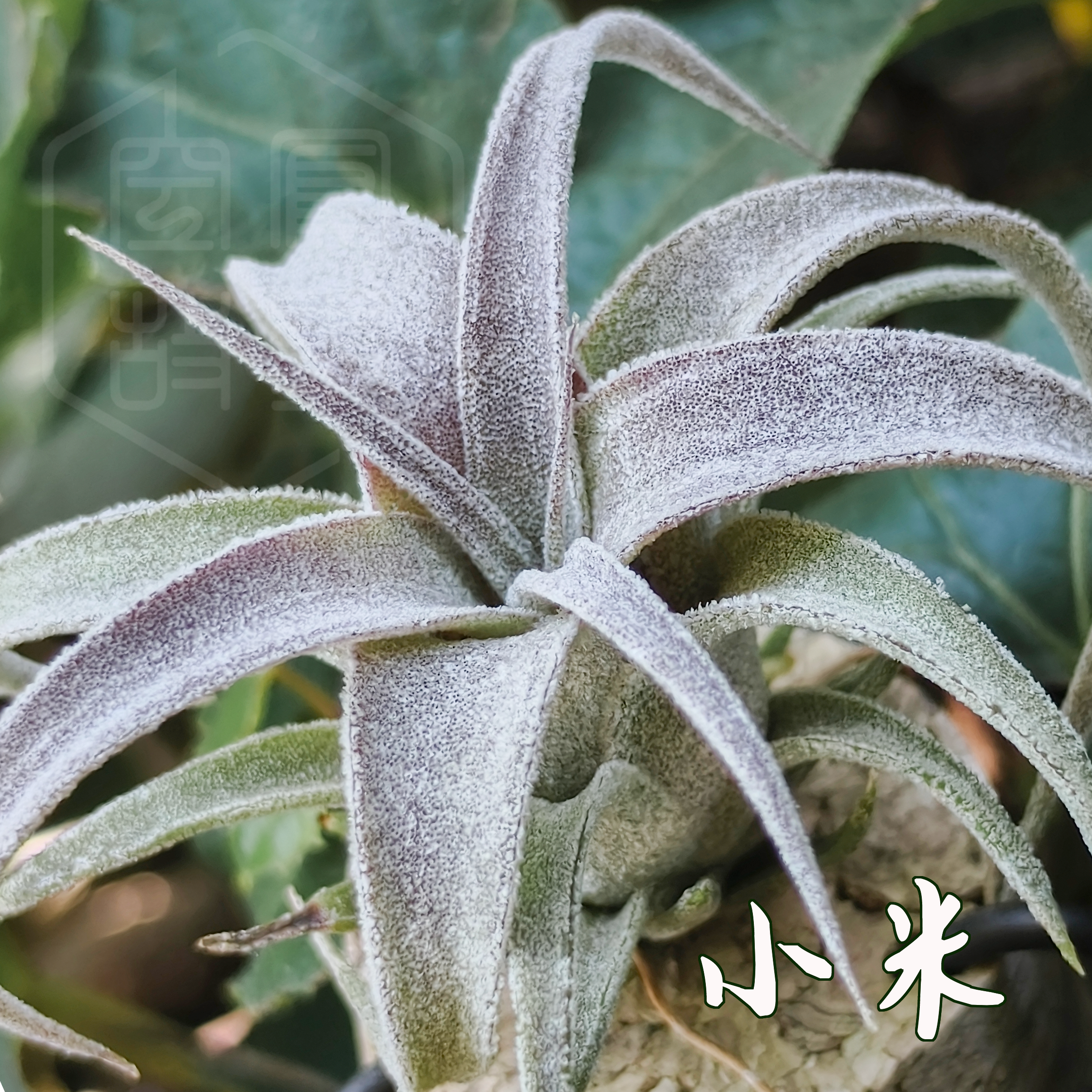 小米｜史蒂夫BC x 鸟岩Ap精灵 空凤故事自育实生杂交空气凤梨,淘宝优惠券,粉丝福利购,淘宝优惠卷