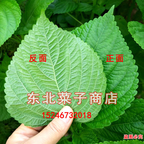新东北苏子叶 白苏绿叶  食叶食籽 双面绿苏种子 - 图2