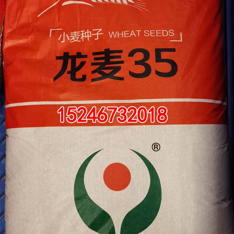 东北春小麦种子龙麦35