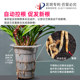 Special double-layer root control pot for orchids