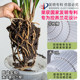 Special double-layer root control pot for orchids
