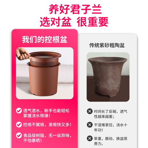 美莳君子兰控根花盆透气塑料仿紫砂蝴蝶兰盆栽青山专用盆双层套盆 - 图2