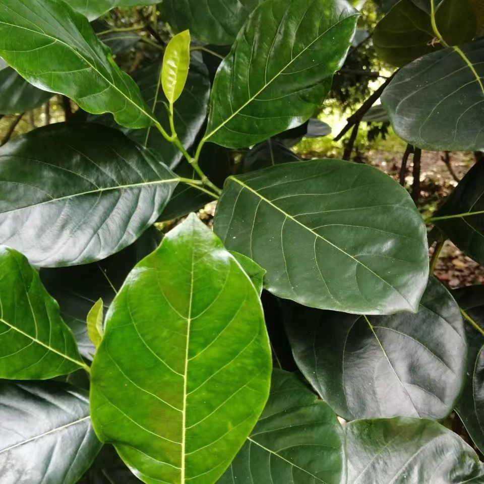 喂虫叶子现摘新鲜菠萝蜜树叶子树菠萝叶片过节喜庆包糍粑艾饼垫叶 - 图2