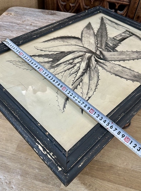 外贸样品美式复古芦荟植物版画黑白素描风格植物装饰挂画绿植挂画