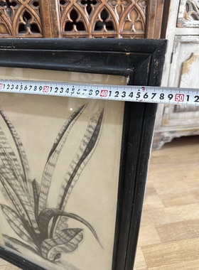 外贸样品美式复古素描风虎皮兰植物图谱装饰画法式复古植物装饰画