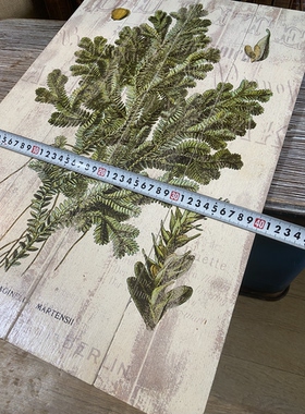外贸孤品法式做旧卷柏复古标本风格装饰挂画实木挂板中古植物插画