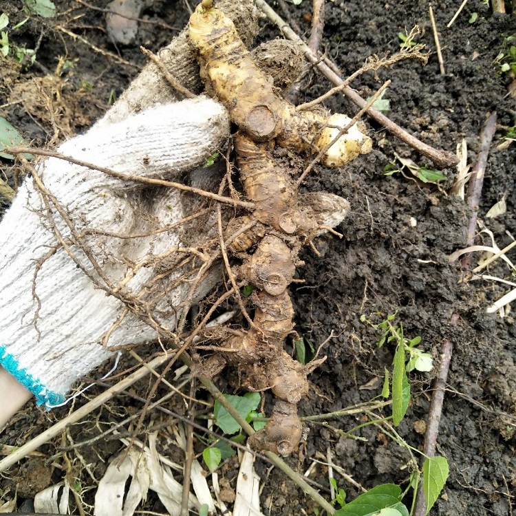 粤北新鲜现挖黄精现挖山姜老虎姜鸡头黄精中药材500g泡酒煲汤食用-图3