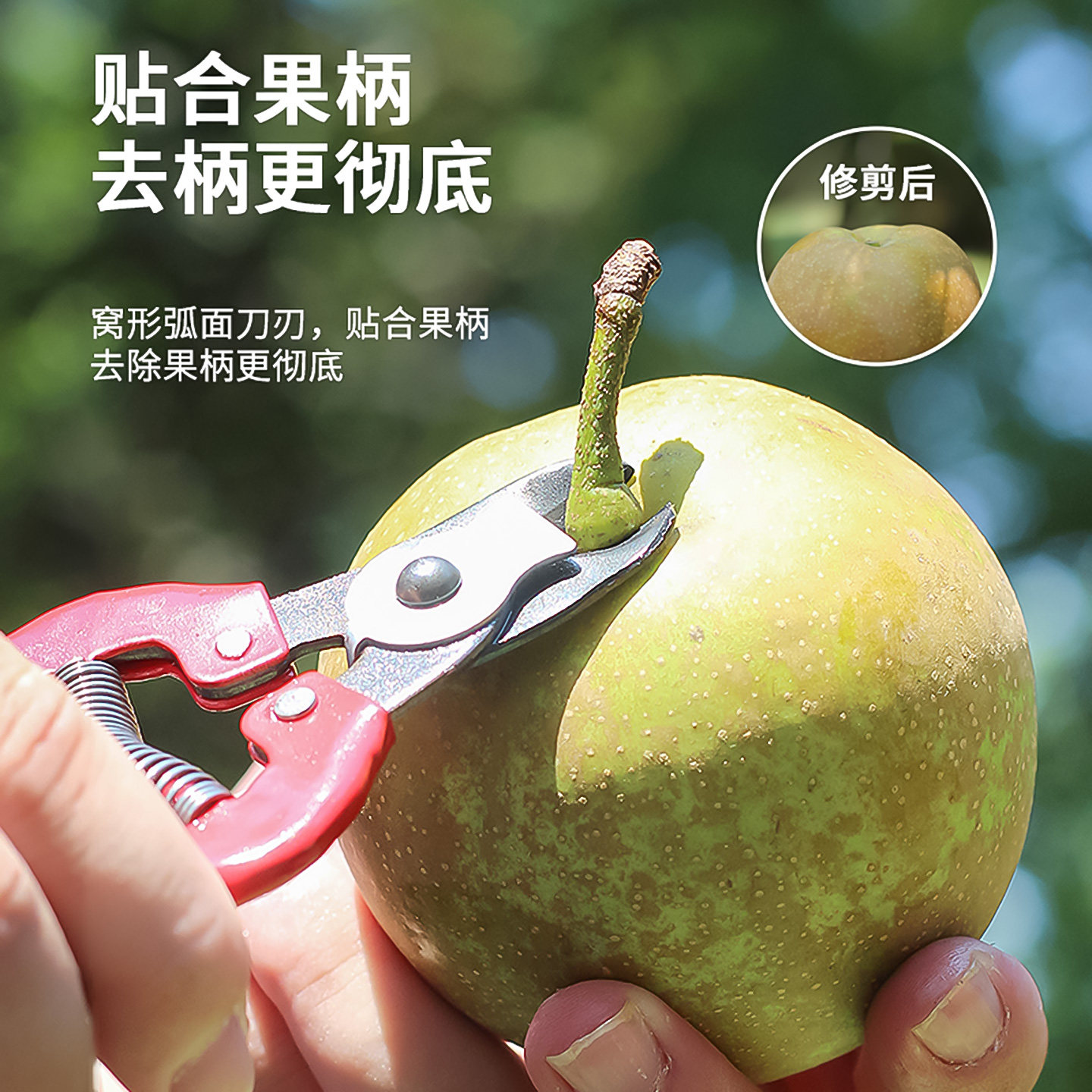苹果窝型果把剪窝子剪梨橘子柿子摘果剪脐橙果柄剪采果剪修枝剪刀,淘宝优惠券,粉丝福利购,淘宝优惠卷