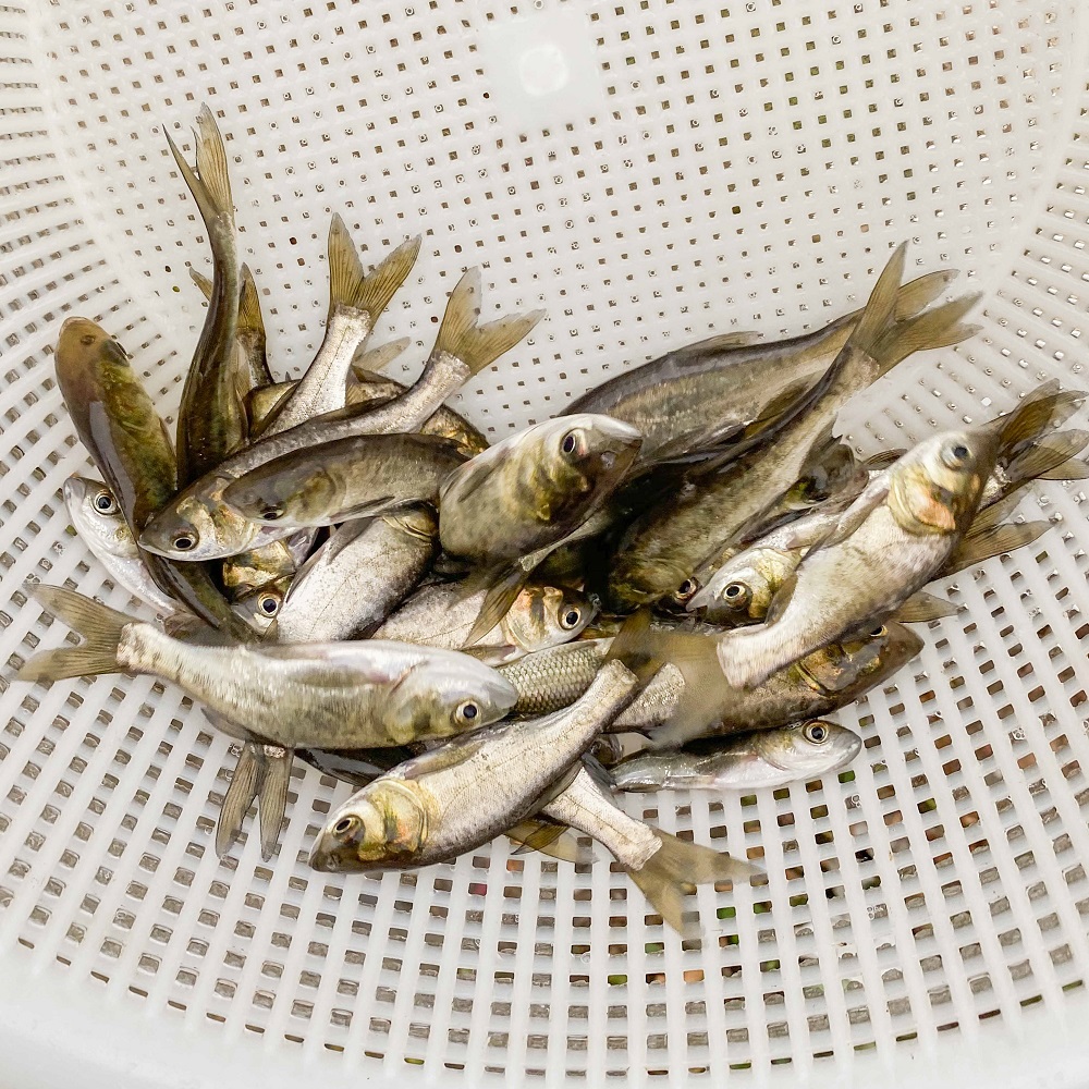 花鲢鱼苗大头鱼苗鳙鱼苗包活大头鳙鱼苗胖头鱼苗黑鲢鱼苗白鲢鱼 广东英涛鱼苗养殖场 淘优券