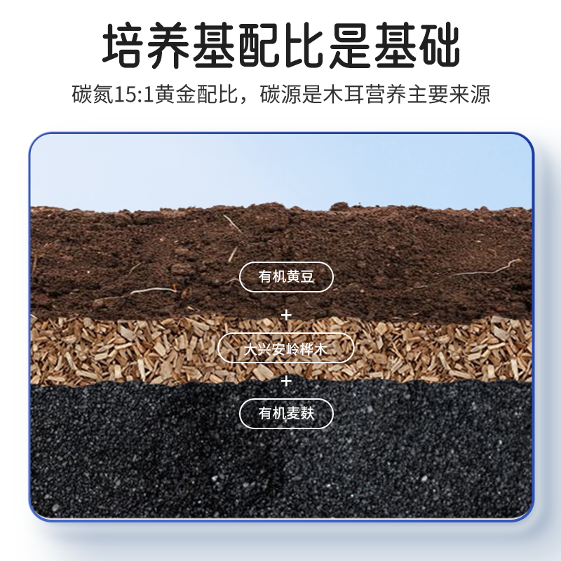 樟子松东北秋木耳土特产山珍干货正一级大兴安岭宗非野生食材350g