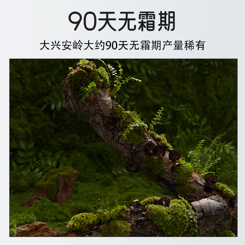 东北特产有机黑木耳干货500g非野生秋级小纯一碗袋装白背肉厚无根 - 图0