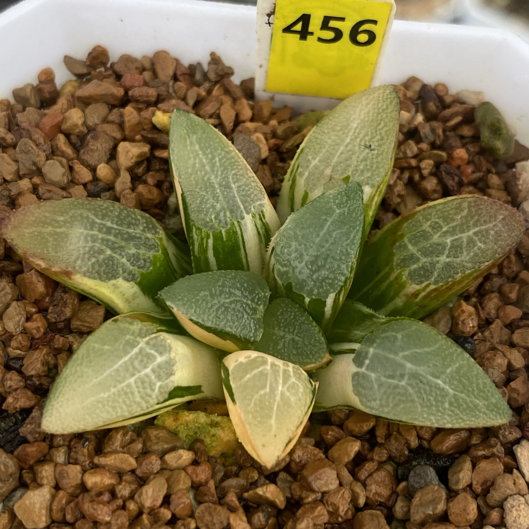 特价克锦一物一拍和田玉克木叶克锦锦十二卷多肉植物haworthia2 - 图2