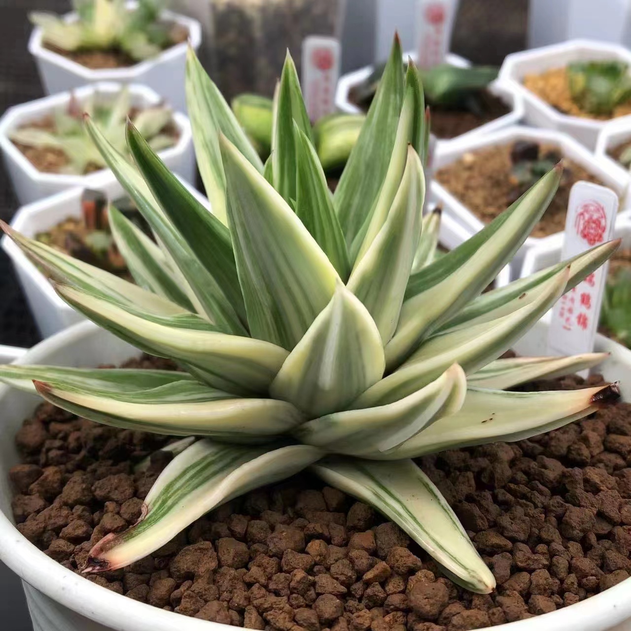 新品白折瑞鹤硬叶锦一物一拍瓦苇属十二卷多肉植物Haworthia-图0