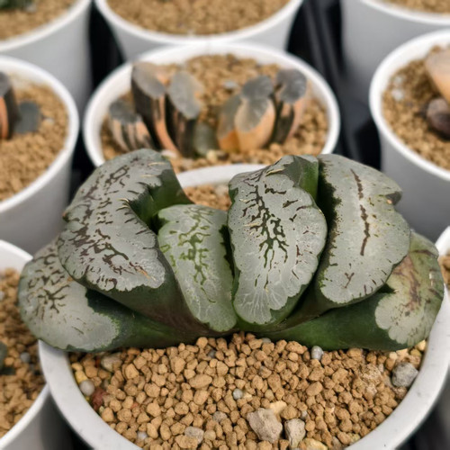 蓝翼玉扇大型厚叶绿纹玉扇瓦苇十二卷多肉植物一物一拍Haworthia - 图0