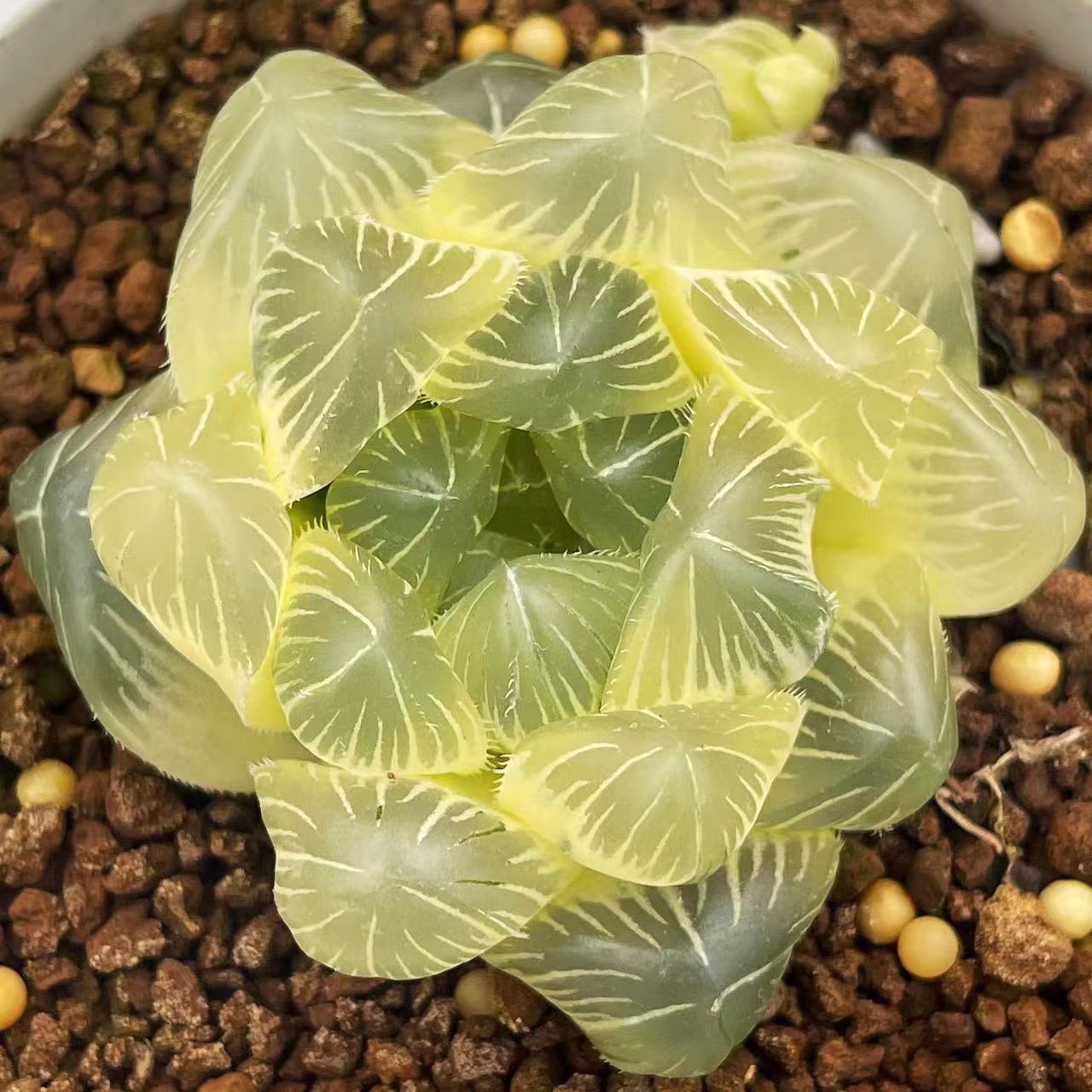 新品姬玉露锦瓦苇十二卷一物一拍多肉植物霓虹灯冰灯锦haworthia-图0