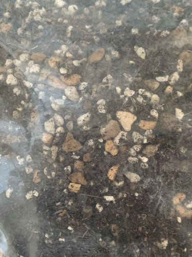 瓦苇十二卷多肉植物种植土专用土颗粒土泥炭土品氏万象玉扇寿玉露 - 图0