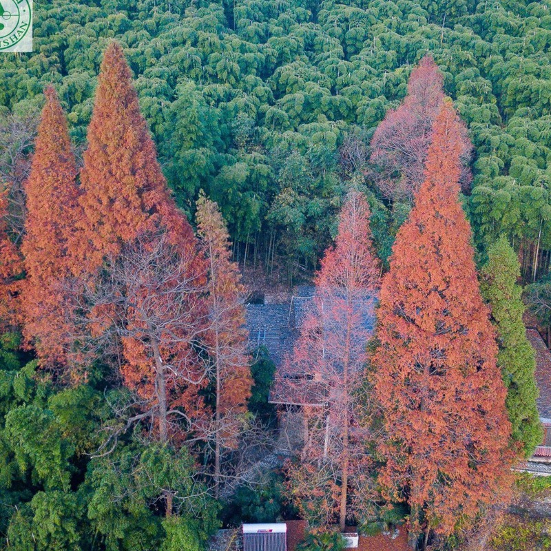 [莫干山风景区-大门票+景区交通车成人票] - 图0