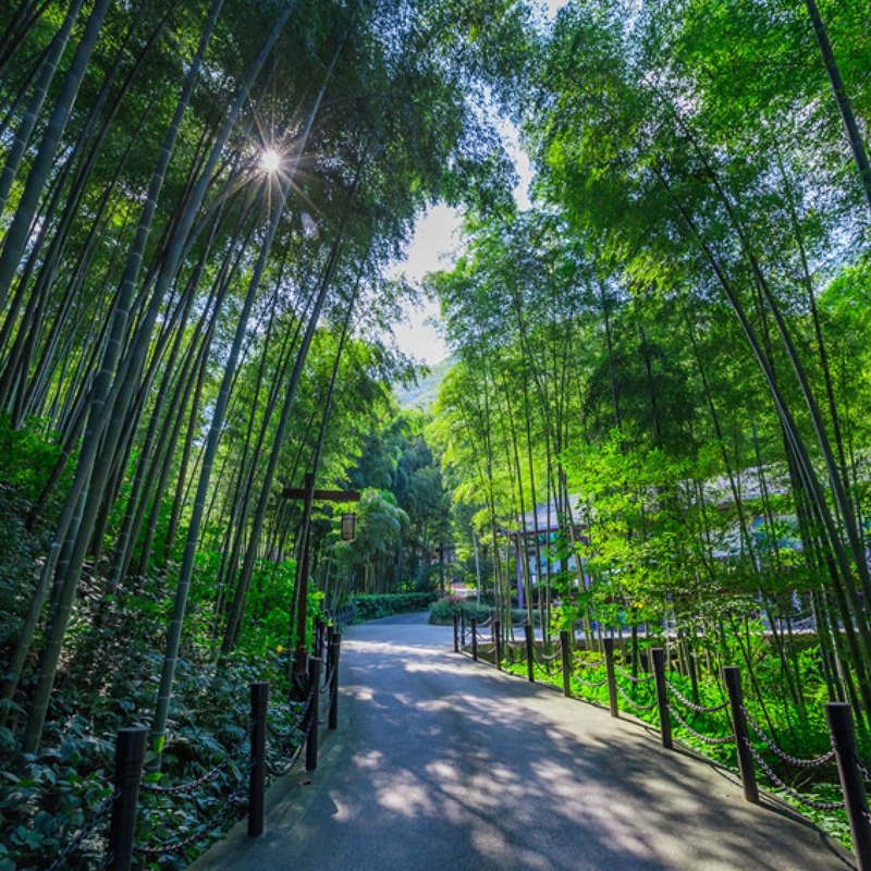 [天目湖南山竹海-大门票]天目湖南山竹海-图0