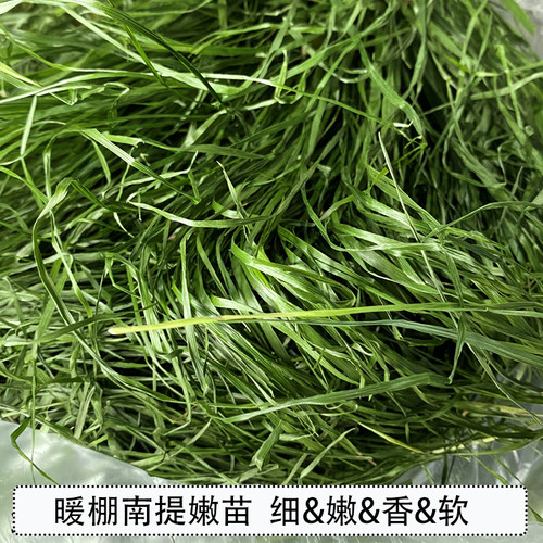 提摩西草2026年头茬暖棚南提嫩苗烘烤提草北提兔子磨牙健肠胃牧草 - 图0