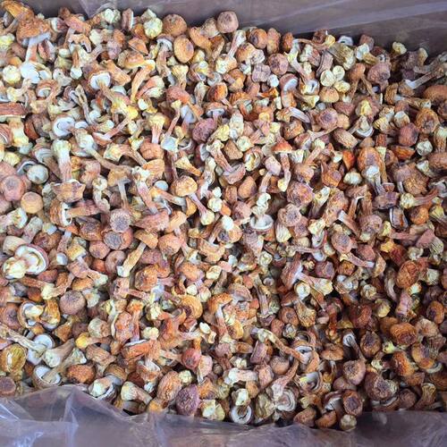 姬松茸干货 250g精选无碎非新鲜山珍蘑菇精品无硫熏正品云南菌子 - 图1