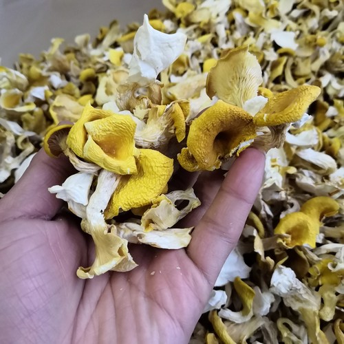 鸡油黄菌种植榆黄菌金顶侧耳黄金菇100克装超优惠云南山珍干货-图2