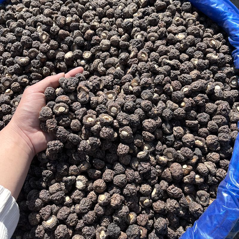 金钱菇干货 真正金钱菇肉厚口感嫩吃完嘴里回香香菇山珍美食半斤,淘宝优惠券,粉丝福利购,淘宝优惠卷