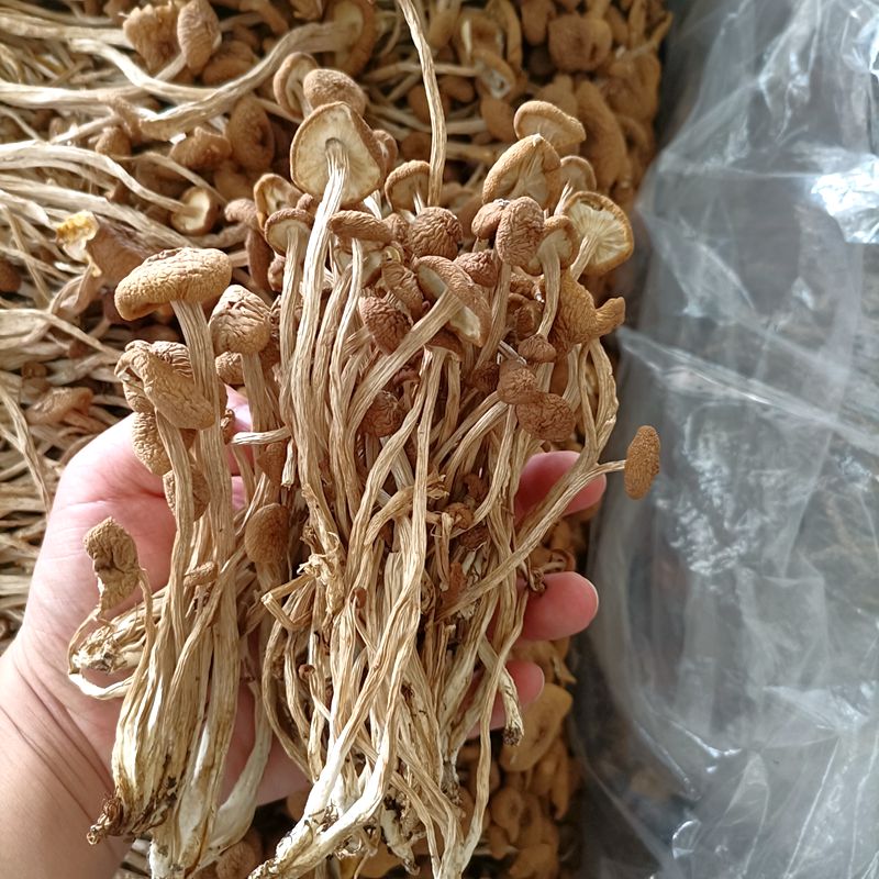 新鲜农家茶树菇干货不开伞骨朵茶薪菇250g非特级香菇蘑42.6元500g - 图1