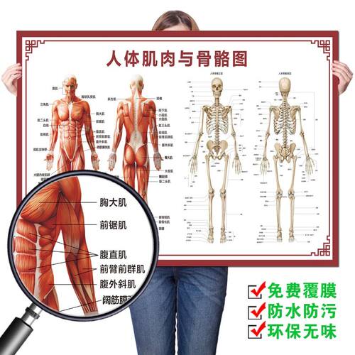人体肌肉结构解剖 人体骨骼分布大挂图 人体器官解剖图示意图海报 - 图0