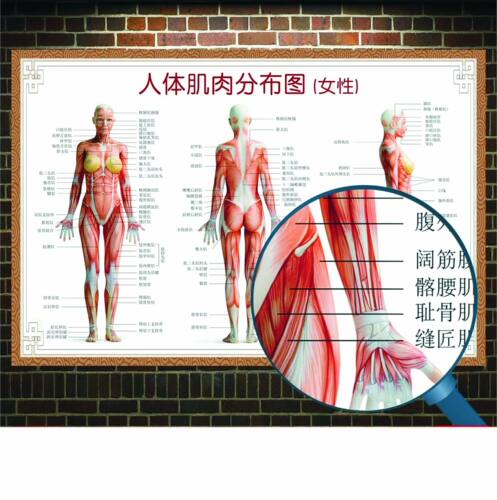 医院全身人体肌肉骨骼器官内脏解剖大挂图男性肌肉分布图海报横版 - 图0