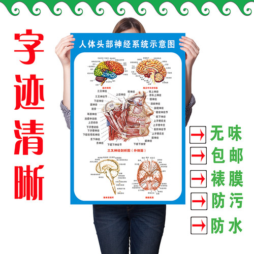 头部脑神经系统解剖示意图宣传画教学医院科室人体医学挂图墙贴 - 图1