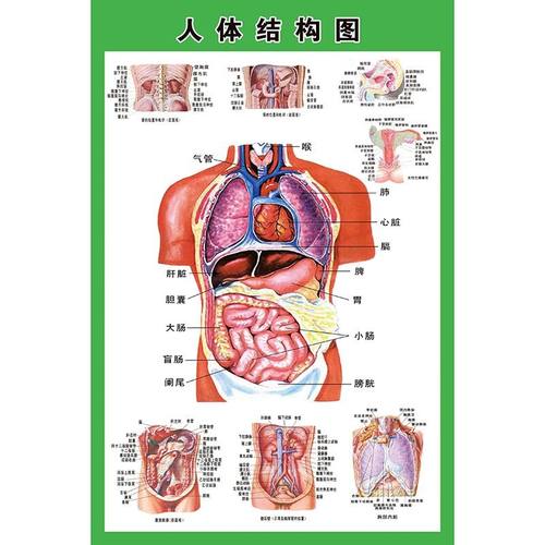 人体内脏解剖系统示意图医学宣传挂图人体器官血管结构图医院海报 - 图3
